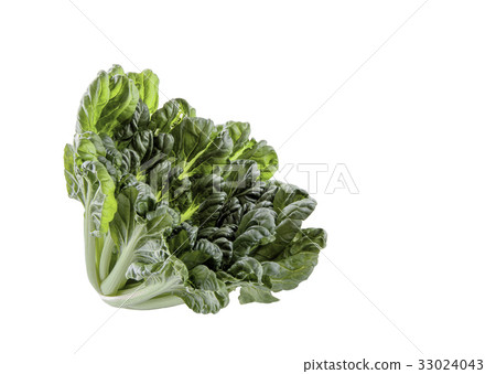 Tarsai on white background Tarsai on white background 33024043