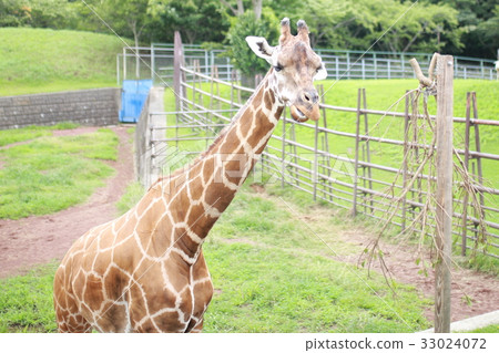 Giraffe (Kirin organism Giraffe family Giraffe genus land mammals copy space herbivore landscape scenery) Giraffe (Kirin organism Giraffe family Giraffe genus land mammals copy space herbivore landscape scenery) 33024072