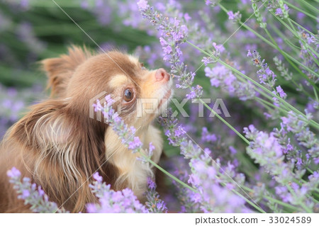 Lavender and dog 33024589