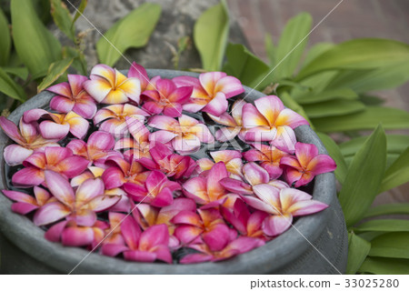 Plumeria flower in basin. Plumeria flower in basin. 33025280