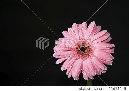 Bright pink Gerber Daisy with water drop Bright pink Gerber Daisy with water drop 33025646