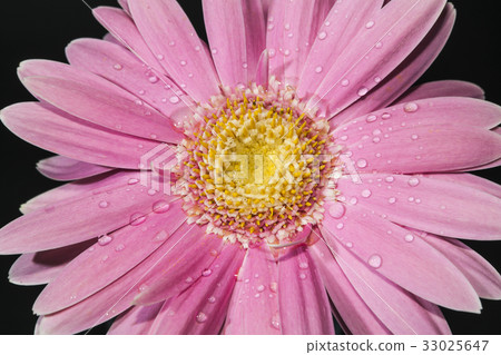 Bright pink Gerber Daisy with water drop Bright pink Gerber Daisy with water drop 33025647