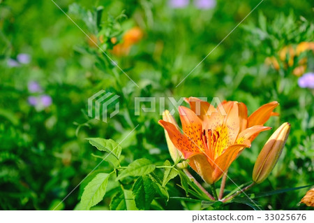 毛百合 33025676