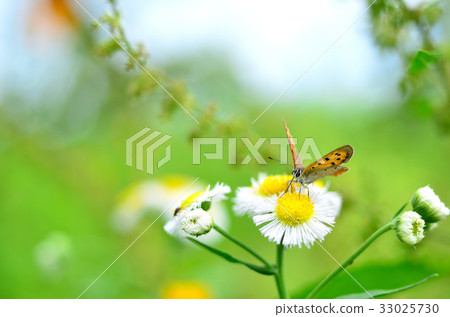 Lycaena phlaeas 33025730
