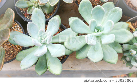 cactus in the flowerpot or Echeveria subsessilis 33025802