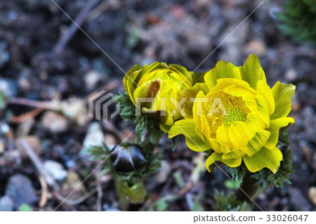 Fukuwakusa blooms pretty 33026047