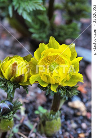 Fukuwakusa綻放漂亮 33026052