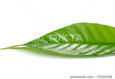 green leaf on a white background 33026306