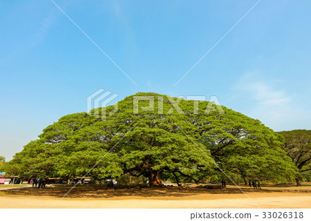 Giant Monky Pod Tree at Kanchanaburi Thailand. 33026318