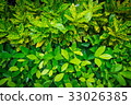 Green leaf texture background 33026385