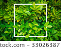 Green leaf texture background 33026387