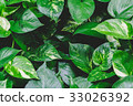 Nature green leaves background, 33026392