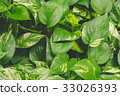Green leaves background 33026393