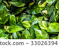 Green leaf texture and background 33026394
