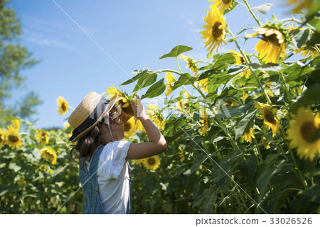 A girl playing in a sunflower field A girl playing in a sunflower field 33026526