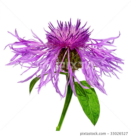 Centaurea flower isolated on white background Centaurea flower isolated on white background 33026527