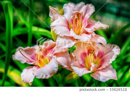 three pink hemerocallis flowers in the garden 33026528