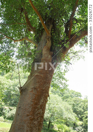 Sengokuen Bakuchi Tree 33026772