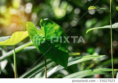 Lotus leaves with sunlight. 33027023