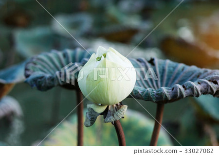 White lotus in pond. 33027082