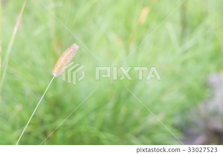 soft blur green abstract grass nature background soft blur green abstract grass nature background 33027523