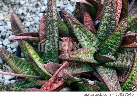 Succulents Gasteria Batesiana 33027540