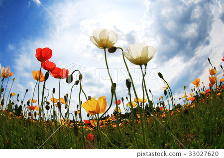 Iceland Poppy 1816 33027620