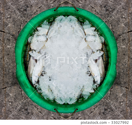 Dead sea animal after they were fished from sea Dead sea animal after they were fished from sea 33027992