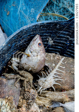 Dead sea animal after they were fished from sea Dead sea animal after they were fished from sea 33027993