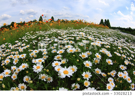 Chrysan semamu 1770 33028213