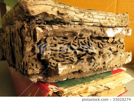 termite damage books,termite infestation termite damage books,termite infestation 33028274