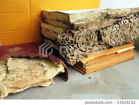 termite damage books,termite infestation termite damage books,termite infestation 33028282