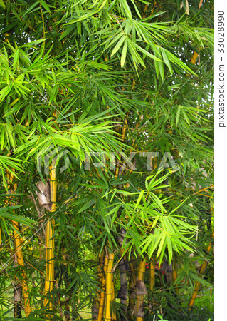 Bamboo thickets in the rainforest, Asia Bamboo thickets in the rainforest, Asia 33028990