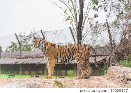 Bengal tiger (Panthera tigris bengalensis). Wildli 33029157