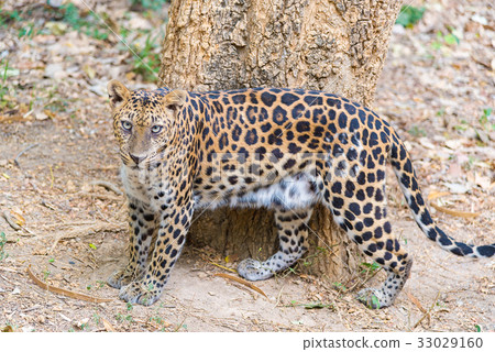 Cats predator Sri Lankan leopard 33029160