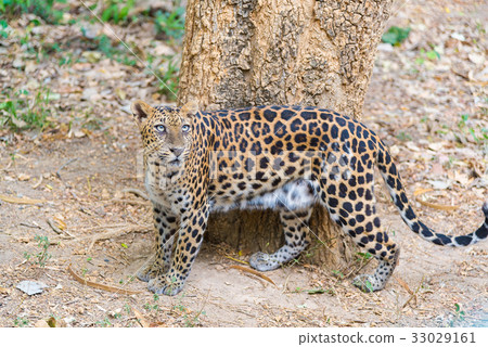 Cats predator Sri Lankan leopard 33029161