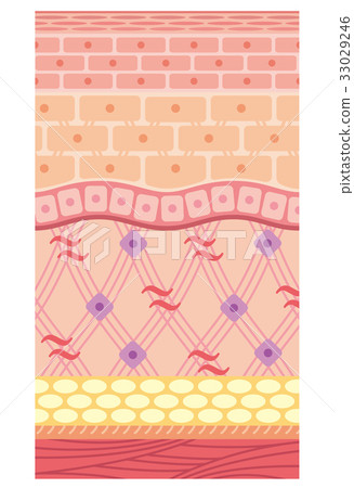 Structure of skin Skin view Cross section 33029246