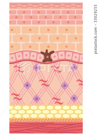 Structure of skin Skin view Cross section Structure of skin Skin view Cross section 33029255
