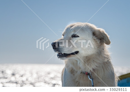 white wolf dog while looking at you 33029311