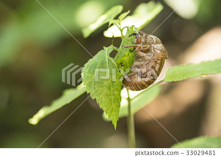 Semi's Touch 33029481