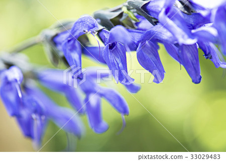 藍色花圖像照片 33029483