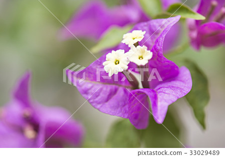 Bougainvillea 33029489