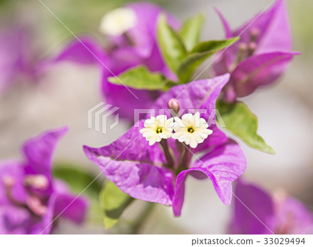 Bougainvillea 33029494