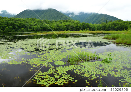 Aquatic plants of Kannonnuma Aquatic plants of Kannonnuma 33029806