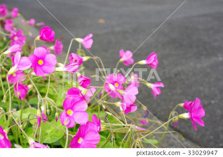 Pink oxalis 33029947