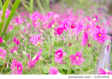 Oxalis in full bloom 33029948