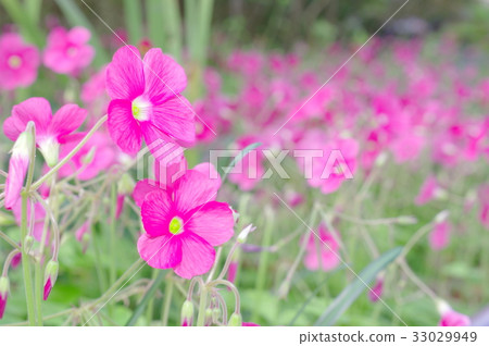 酢漿草花（特寫） 33029949