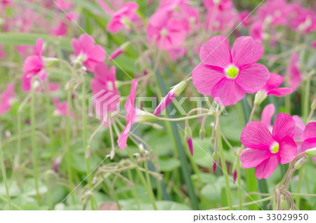 酢漿草花 33029950