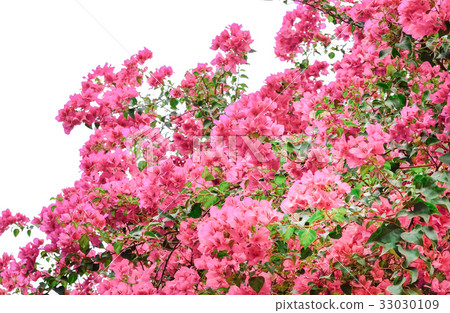 Pink bougainvillea flowering in spring  33030109