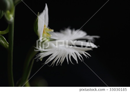 Virginity grass 33030185